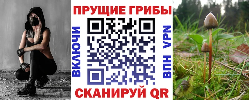 Галлюциногенные грибы Psilocybe  Кукмор 